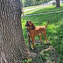 dog, brown_dog, tree_trunk, grass, outdoor, daylight, collar, leash, park, nature, canine, animal, side_view, alert, standing, greenery, sunlight, trunk, curious, pet