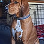 Koda is registered to the contest to win money with this photo: dog, brown_dog, white_patch, collar, indoor, pet, crate, blanket, carpet, furniture, calm, sitting, animal, canine, side_view, household, domestic, companion, portrait, pet_care