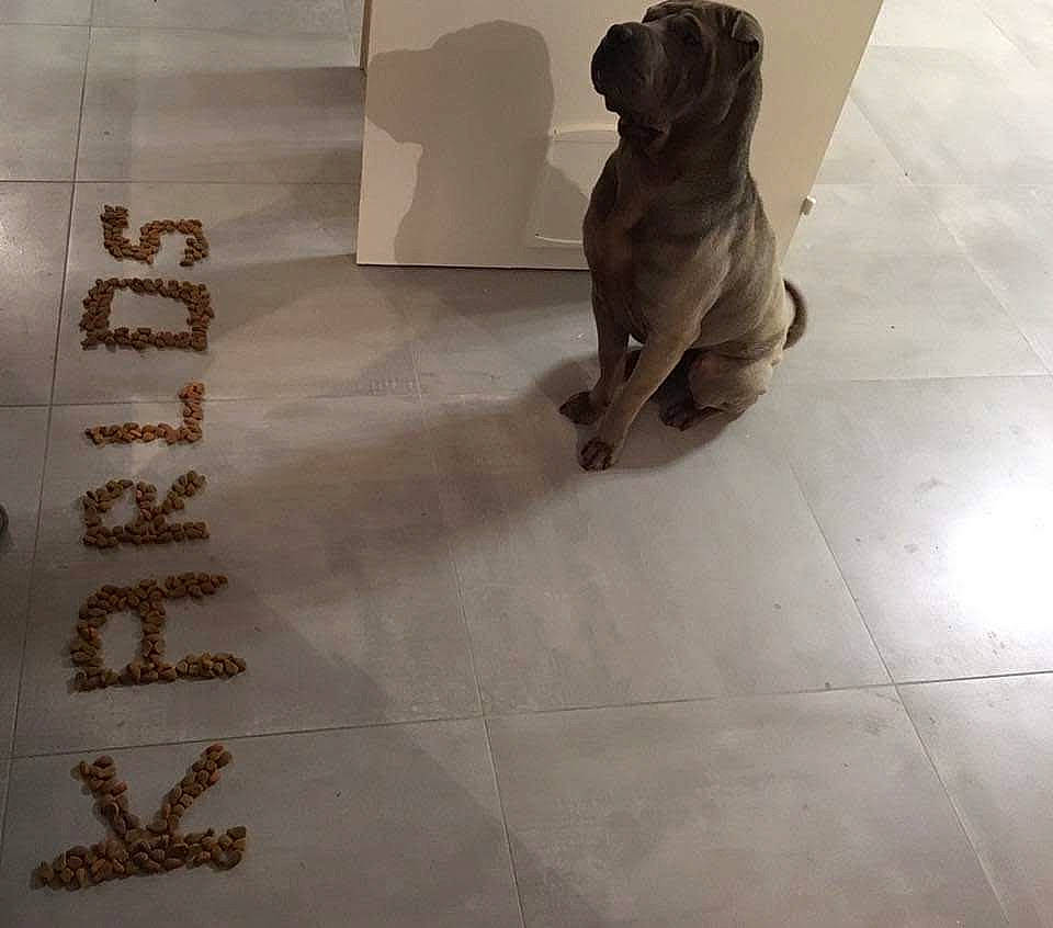Karlos a rejoint le concours — aidez-le/la à gagner de superbes lots ! art, artifact, carnivore, companion_dog, dog, dog_breed, floor, flooring, font, hardwood, jewellery, metal, pug, shadow, snout, tail, tile_flooring, toy_dog, wood, working_animal