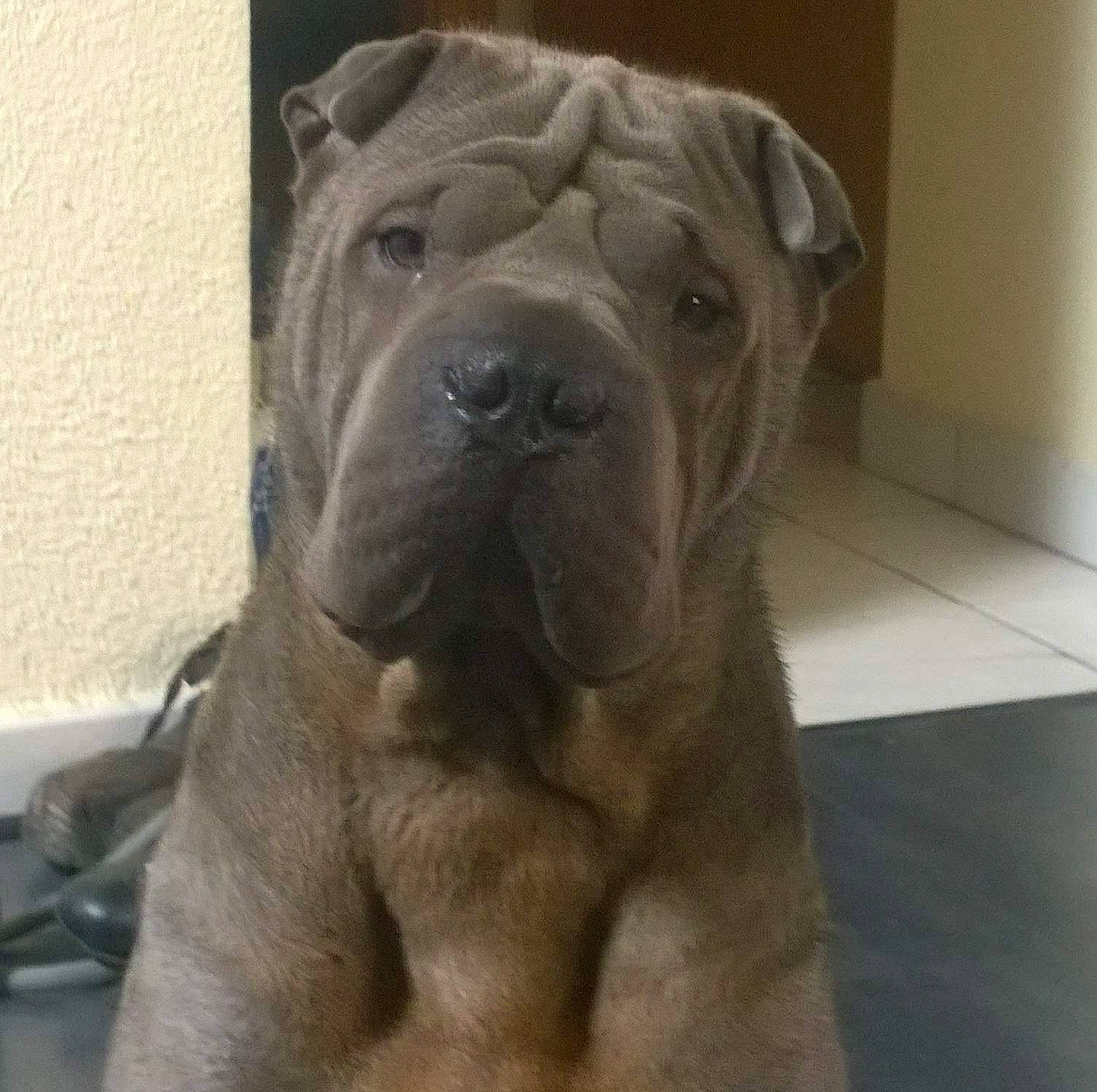 Karlos a rejoint le concours — aidez-le/la à gagner de superbes lots ! ancient_dog_breeds, canidae, carnivore, companion_dog, dog, dog_breed, fawn, giant_dog_breed, guard_dog, molosser, non_sporting_group, ori_pei, shar_pei, snout, sporting_group, terrestrial_animal, whiskers, working_animal, working_dog, wrinkle