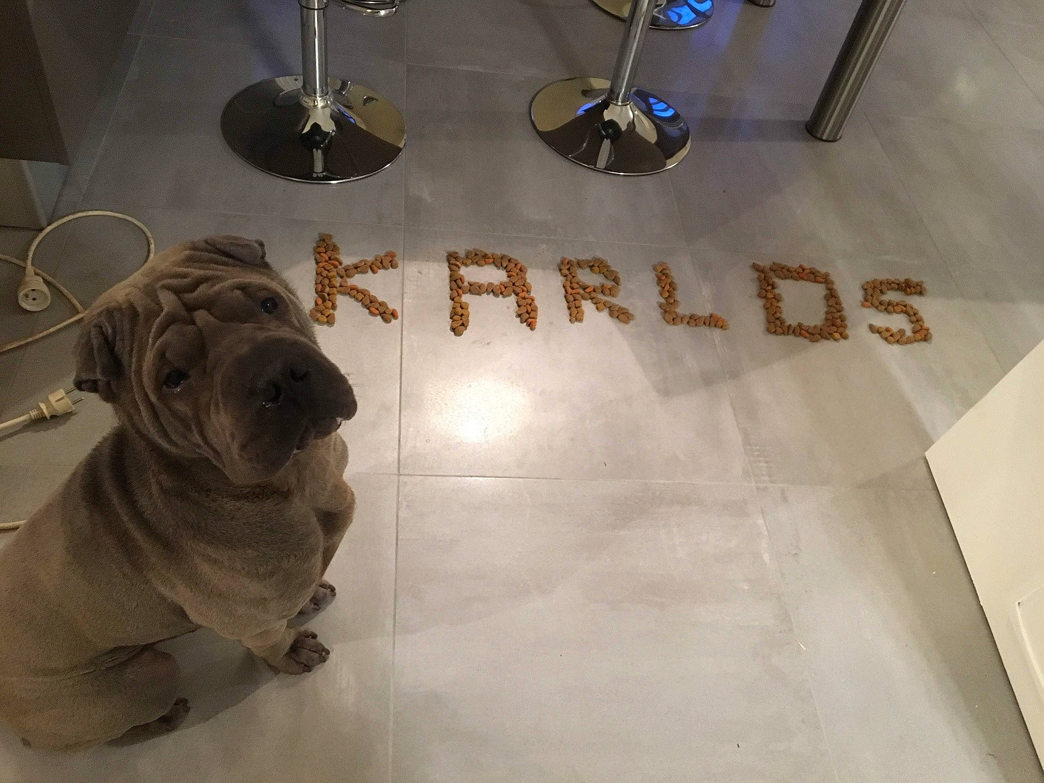 Karlos a rejoint le concours — aidez-le/la à gagner de superbes lots ! art, canidae, carnivore, companion_dog, dog, dog_breed, event, eyewear, fawn, floor, flooring, font, gas, glass, metal, snout, sporting_group, toy_dog, visual_arts, wood