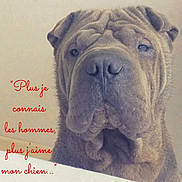 Karlos participe au concours pour gagner de l'argent avec cette photo : ancient_dog_breeds, art, bulldog, canidae, carnivore, companion_dog, dog, dog_breed, fawn, font, fur, giant_dog_breed, ori_pei, snout, sporting_group, statue, terrestrial_animal, toy_dog, whiskers, wrinkle