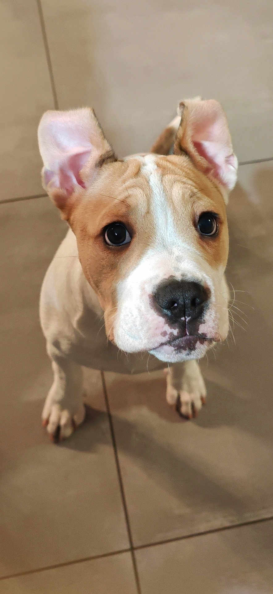 Yuna a rejoint le concours — aidez-le/la à gagner de superbes lots ! adorable, animal, brown, canine, closeup, cute, dog, domestic_animal, ears, eyes, floor, indoor, looking_up, nose, pet, puppy, tile, whiskers, white, young