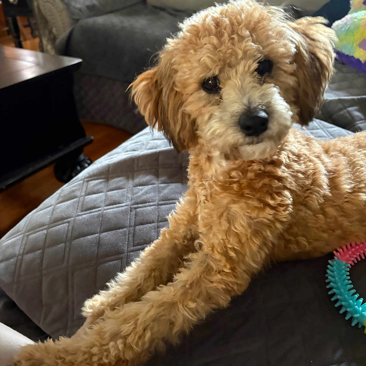 Ruby Lu is registered to the contest to win money with this photo: animal, brown, companion, couch, cozy, curious, curly_fur, cute, dog, fur, furniture, home, indoor, living_room, paw, pet, quilted, relaxed, stretching, toy