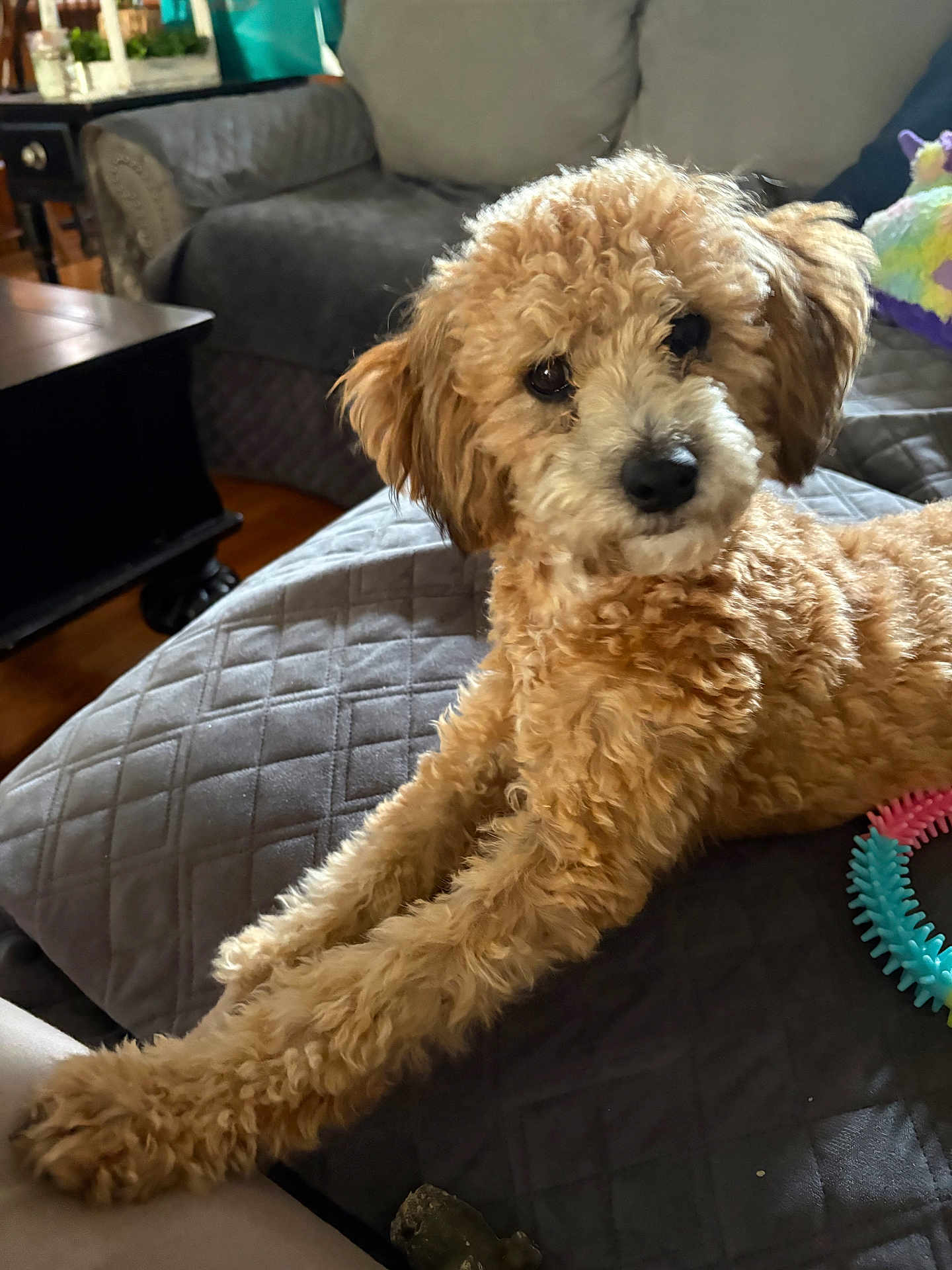 Ruby Lu is registered to the contest to win money with this photo: dog, curly_fur, pet, indoor, couch, quilted, stretching, brown, furniture, toy, home, cozy, relaxed, animal, companion, cute, living_room, curious, paw, fur