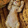 kitten, cat, orange_and_white, fluffy, lying_down, belly_up, raised_paws, pink_paw_pads, whiskers, blue_eyes, sleeping_area, blanket, cozy, indoor, pet, cute, playful, human_arm, tattoo, portrait