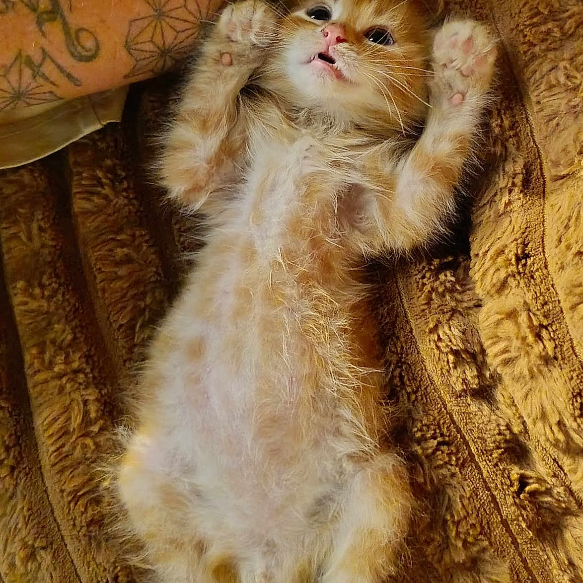 Gus