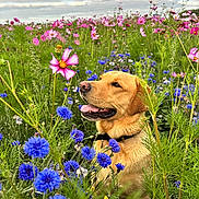 Buddy is registered to the contest to win money with this photo: dog, golden_retriever, flower_field, wildflowers, pink_flowers, blue_flowers, greenery, outdoor, nature, grass, pet, collar, canine, summer, cloudy_sky, flora, tongue_out, happy, animal, scenic