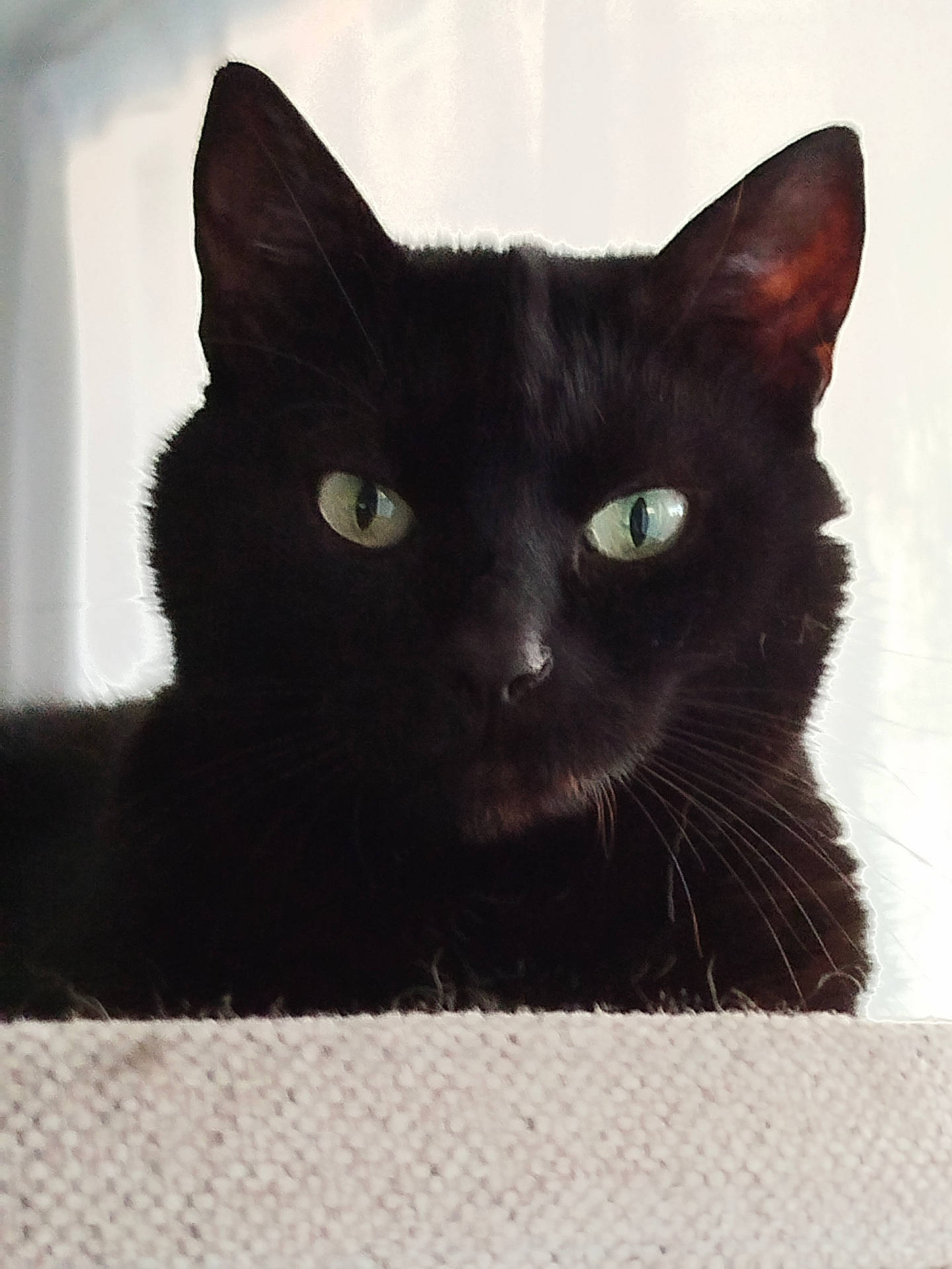 Mylène participe au concours pour gagner de l'argent avec cette photo : animal, background, black_cat, cat, closeup, cozy, curious, ears, face, feline, fur, green_eyes, indoor, looking, mystery, pet, portrait, soft_light, texture, whiskers