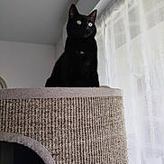 Mylène a rejoint le concours — aidez-le/la à gagner de superbes lots ! animal, black_cat, cat, cat_tree, cozy, curious, domestic_cat, feline, fur, home_interior, indoor, looking_out, perched, pet, quiet, resting_place, sheer_curtains, soft_light, window, woven_texture