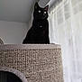 black_cat, cat, cat_tree, woven_texture, window, sheer_curtains, indoor, pet, feline, curious, perched, animal, domestic_cat, soft_light, home_interior, looking_out, quiet, resting_place, cozy, fur
