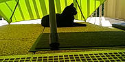 Mylène participe au concours pour gagner de l'argent avec cette photo : animal, architecture, blackcat, building, canopy, car, cat, computer, electronics, house, housing, laptop, outdoors, patio, pc, pet, shelter, silhouette, transportation, vehicle