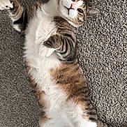 Oliver joined the competition — help win amazing prizes! cat, tabby, white_paws, carpet, pet, lying_down, relaxed, cute, feline, indoor, whiskers, striped, fluffy, animal, domestic_cat, playful, resting, fur, mammal, adorable