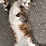 adorable, animal, carpet, cat, cute, domestic_cat, feline, fluffy, fur, indoor, lying_down, mammal, pet, playful, relaxed, resting, striped, tabby, whiskers, white_paws