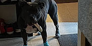 Capone is registered to the contest to win money with this photo: animal, black_dog, bone, carpet, chewing, dining_chairs, dog, domestic, floor, hallway, home, indoor, pet, shoe_rack, shoes, socks, standing, tile_floor, toy, wooden_furniture