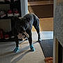 animal, black_dog, bone, carpet, chewing, dining_chairs, dog, domestic, floor, hallway, home, indoor, pet, shoe_rack, shoes, socks, standing, tile_floor, toy, wooden_furniture