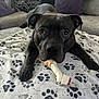 Capone joined the competition — help win amazing prizes! animal, black_dog, blanket, bone, canine, chewing, companion, couch, cute, dog, domestic, ears, fur, indoor, looking, paw_prints, pet, relaxed, resting, snout