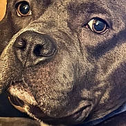 Capone joined the competition — help win amazing prizes! animal, brown, canine, close_up, collar, cute, dog, ears, expression, eyes, face, fur, indoor, looking, macro, muzzle, nose, pet, portrait, whiskers