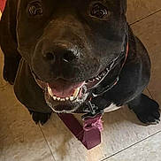 Capone joined the competition — help win amazing prizes! black_dog, canine, casual_clothing, collar, dog, domestic_animal, footwear, happy, human_foot, indoor, leash, looking_up, paw, pet, slide_sandal, smiling, tail, teeth, tile_floor, tongue