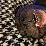 dog, close_up, teeth, smile, blanket, houndstooth_pattern, lying_down, pet, animal, cozy, indoor, playful, fur, nose, mouth, canine, expression, relaxed, cute, friendly
