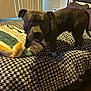 animal, bed, blanket, canine, comforter, curious, dog, domestic, furniture, headboard, houndstooth_pattern, indoor, looking_at_camera, paws, pet, purple_pillow, room, socks, striped_blanket, vertical_blinds