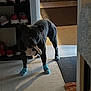 Capone joined the competition — help win amazing prizes! animal, black_dog, bone, carpet, chairs, dining_table, dog, floor, furniture, home, indoor, light, living_room, pet, shadow, shoe_rack, shoes, socks, tile_floor, toy