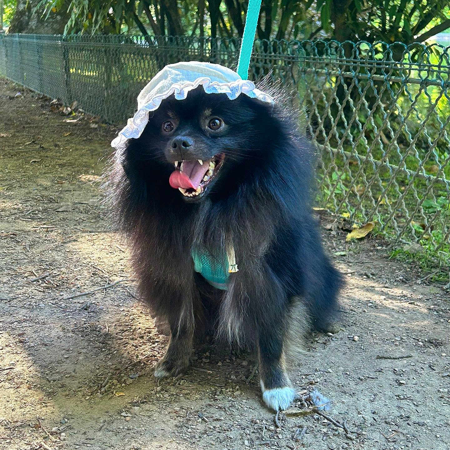 Toby a rejoint le concours — aidez-le/la à gagner de superbes lots ! animal, architecture, building, canine, clothing, dog, eskimodog, fence, grass, hat, land, nature, outdoors, pet, plant, shelter, tree, vegetation, woodland, yard