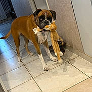 Souflette participe au concours pour gagner de l'argent avec cette photo : boxer, brown_fur, chewing, collar, cute, dog, floor_tiles, hallway, home_interior, indoor, looking_at_camera, pet_dog, playful, shadow, standing, stuffed_toy, tile_floor, toy, wall, white_paws