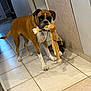 boxer, brown_fur, chewing, collar, cute, dog, floor_tiles, hallway, home_interior, indoor, looking_at_camera, pet_dog, playful, shadow, standing, stuffed_toy, tile_floor, toy, wall, white_paws