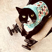 Baci joined the competition — help win amazing prizes! animal, black_and_white, casual, cat, concrete_floor, cushion, cute, domestic_cat, donut_pattern, feline, hoodie, indoor, looking_up, pet, pet_clothing, sitting, stroller, wheels, whiskers, yellow_eyes