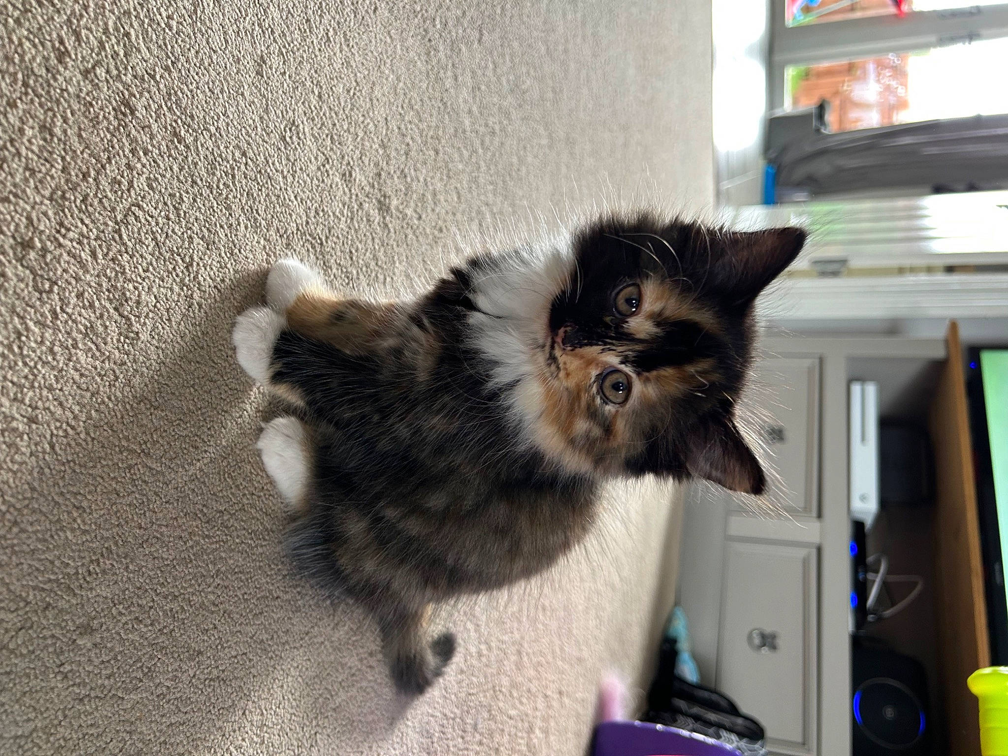 Poppy is registered to the contest to win money with this photo: british_longhair, canidae, carnivore, cat, claw, companion_dog, computer_monitor, dog_breed, domestic_short_haired_cat, felidae, fur, paw, small_to_medium_sized_cats, snout, tail, terrestrial_animal, whiskers