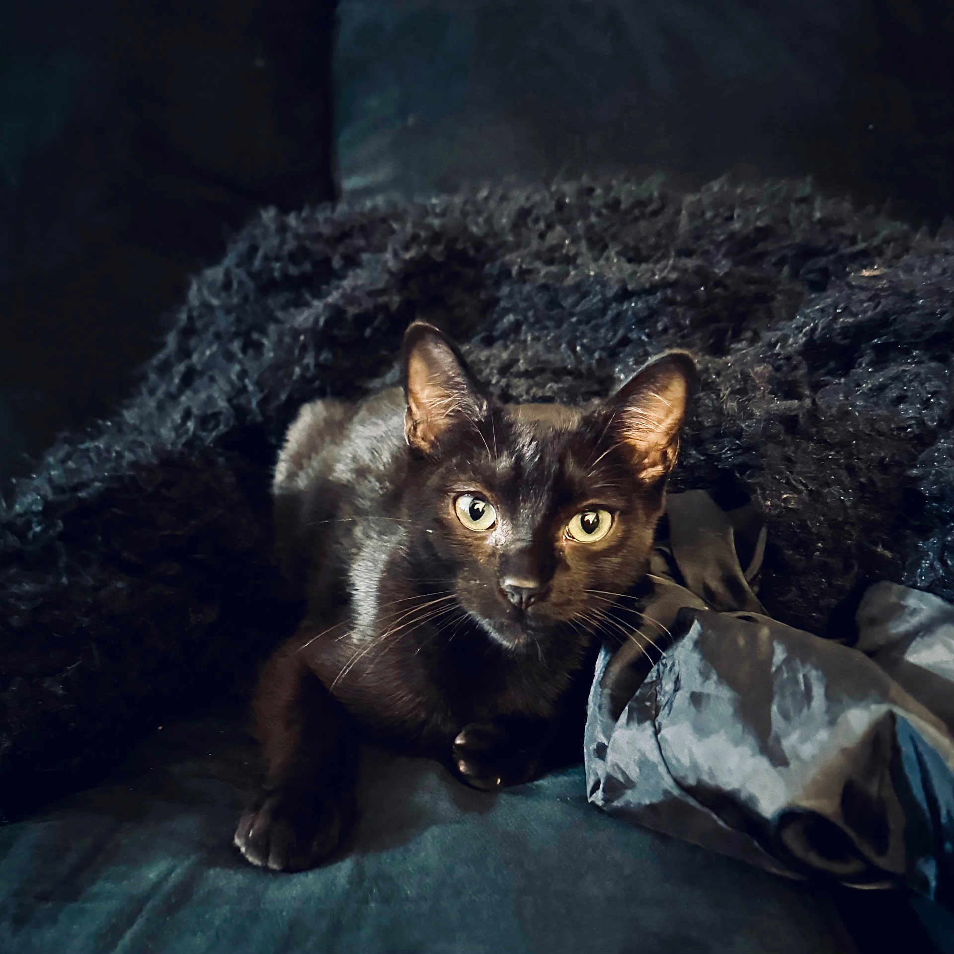 Lucifer joined the competition — help win amazing prizes! abyssinian, animal, blackcat, blanket, cat, couch, furniture, kitten, manx, pet, velvet