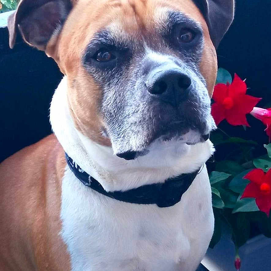 Paco participe au concours pour gagner de l'argent avec cette photo : animal, architecture, boxer, building, bulldog, canine, dog, face, flower, head, leaf, outdoors, person, pet, petal, photography, pitbull, plant, portrait, pottedplant