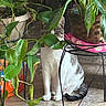 Pixie joined the competition — help win amazing prizes! cat, plant, leaf, indoor, potted_plant, floor, tile, animal, pet, green, curious, hiding, nature, feline, whiskers, tail, domestic, houseplant, decor, natural_light