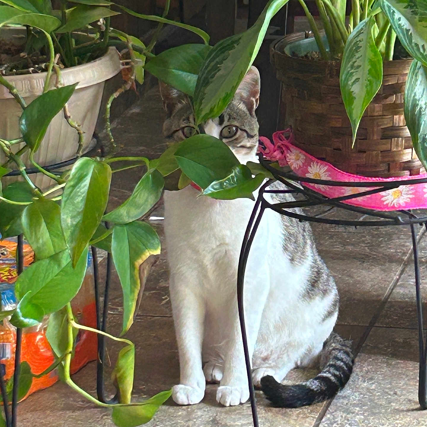 Pixie joined the competition — help win amazing prizes! cat, plant, leaf, indoor, potted_plant, floor, tile, animal, pet, green, curious, hiding, nature, feline, whiskers, tail, domestic, houseplant, decor, natural_light