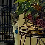 Pixie is registered to the contest to win money with this photo: cat, plant, indoor, curious, peeking, corner, wall, metal_stand, basket, green_leaves, home, floor, carpet, pet, feline, animal, shadow, background, door, cautious