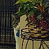 cat, plant, indoor, curious, peeking, corner, wall, metal_stand, basket, green_leaves, home, floor, carpet, pet, feline, animal, shadow, background, door, cautious