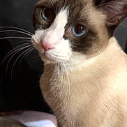 Bella joined the competition — help win amazing prizes! animal, blue_eyes, cat, close_up, curious, cute, domestic_cat, face, feline, food_bowl, fur, furry, indoor, looking, mammal, pet, portrait, siamese_cat, sitting, whiskers