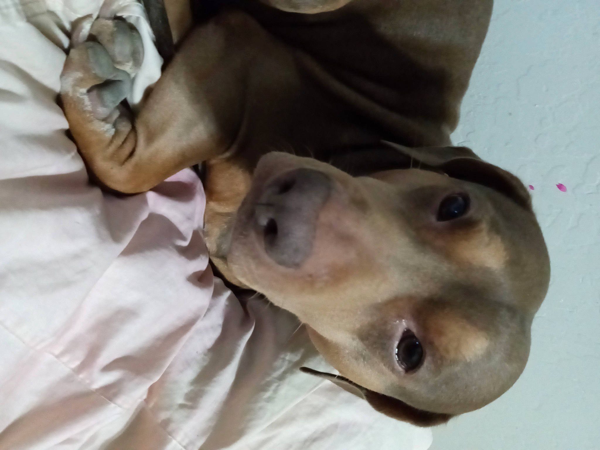 Fatdaddy joined the competition — help win amazing prizes! canidae, carnivore, collar, comfort, companion_dog, dog, dog_breed, ear, fawn, linens, non_sporting_group, sporting_group, terrestrial_animal, whiskers, working_animal