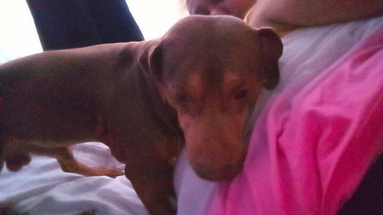 Fatdaddy joined the competition — help win amazing prizes! carnivore, comfort, companion_dog, corgi_chihuahua, dog, dog_breed, ear, fur, guard_dog, hunting_dog, liver, magenta, non_sporting_group, puppy, snout, terrestrial_animal, toy_dog, whiskers, working_animal