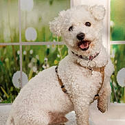 Oddy participe au concours pour gagner de l'argent avec cette photo : animal, canine, collar, curly_fur, cute, dandelions, dog, fluffy, friendly, greenery, harness, indoor, key, pet, playful, portrait, sitting, soft_surface, white_dog, window