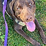 dog, labrador, chocolate, tongue_out, harness, leash, grass, outdoor, pet, canine, happy, playful, animal, brown_fur, close_up, lying_down, summer, daylight, friendly, nature