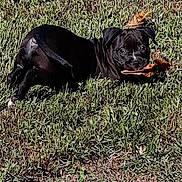 King joined the competition — help win amazing prizes! dog, black_dog, grass, leaf, outdoor, animal, pet, nature, lying_down, playful, curious, daylight, canine, muzzle, ears, snout, fur, ground, closeup, looking