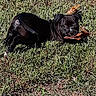 dog, black_dog, grass, leaf, outdoor, animal, pet, nature, lying_down, playful, curious, daylight, canine, muzzle, ears, snout, fur, ground, closeup, looking