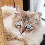 Duchesse a rejoint le concours — aidez-le/la à gagner de superbes lots ! cat, blue_eyes, fluffy, fur, pet, animal, indoor, carpet, cat_tree, curious, close_up, whiskers, ears, nose, relaxed, looking, soft_texture, natural_light, feline, cute