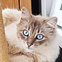 cat, blue_eyes, fluffy, fur, pet, animal, indoor, carpet, cat_tree, curious, close_up, whiskers, ears, nose, relaxed, looking, soft_texture, natural_light, feline, cute