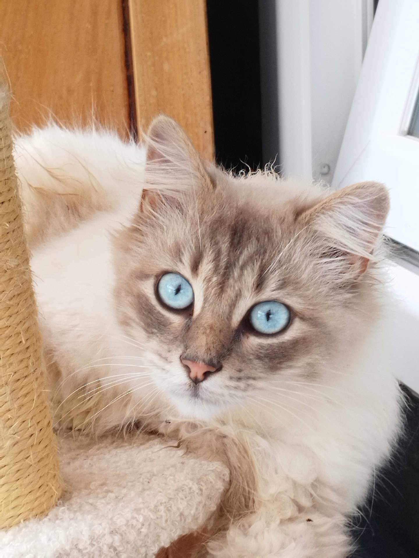 Duchesse a rejoint le concours — aidez-le/la à gagner de superbes lots ! cat, blue_eyes, fluffy, fur, pet, animal, indoor, carpet, cat_tree, curious, close_up, whiskers, ears, nose, relaxed, looking, soft_texture, natural_light, feline, cute