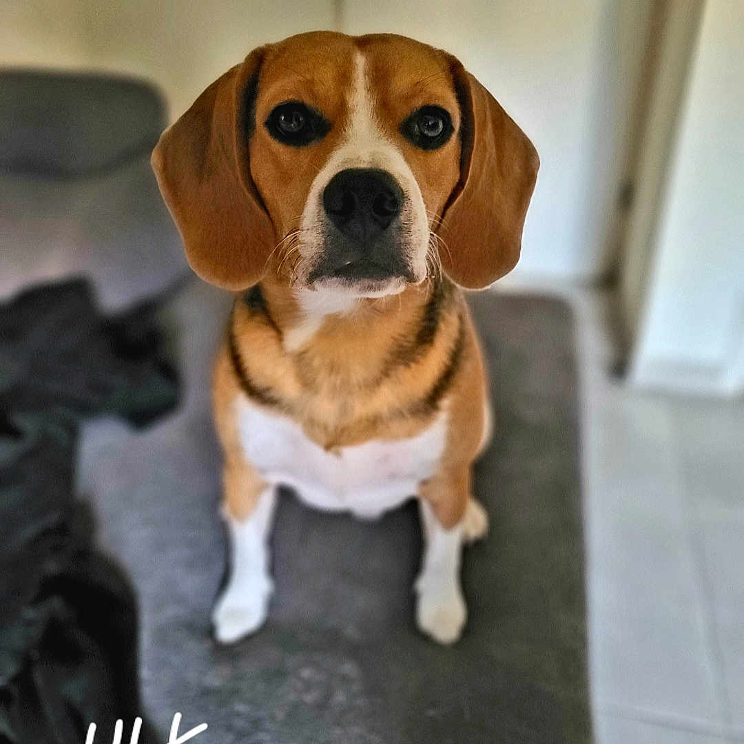 Ulk participe au concours pour gagner de l'argent avec cette photo : accessories, animal, beagle, boxer, bulldog, canine, chihuahua, dog, hound, indoors, interiordesign, labradorretriever, pet, pug, puppy, snout, strap