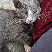 Izzy is registered to the contest to win money with this photo: cat, kitten, sleeping, gray_fur, white_fur, whiskers, pink_nose, close_up, pet, cozy, resting, indoor, fabric, textile, soft, cute, animal, paw, relaxed, fur