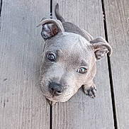 Nala participe au concours pour gagner de l'argent avec cette photo : puppy, dog, gray, wooden_deck, pet, cute, looking_up, outdoor, young_dog, animal, ears, paws, floor, canine, small_dog, adorable, fur, companion, pet_animal, curious